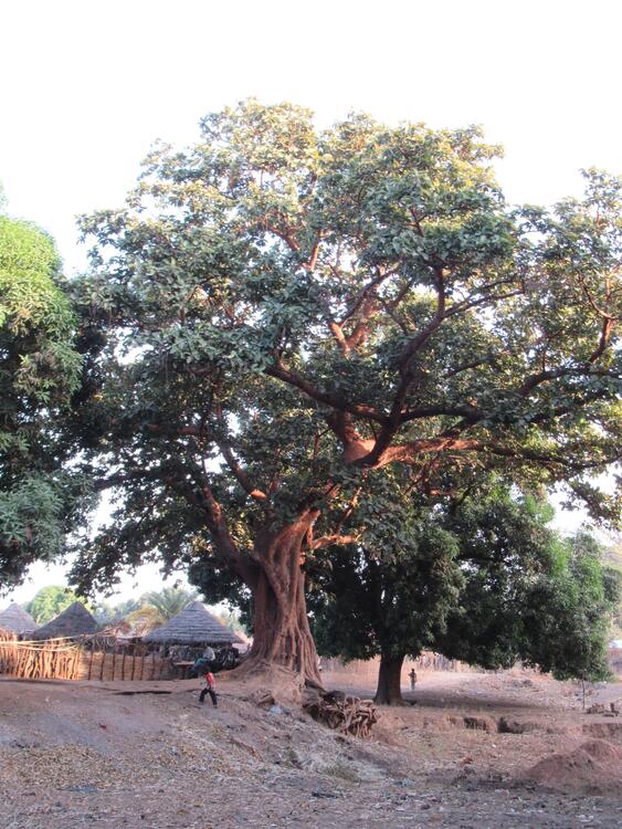 Kobojuwo